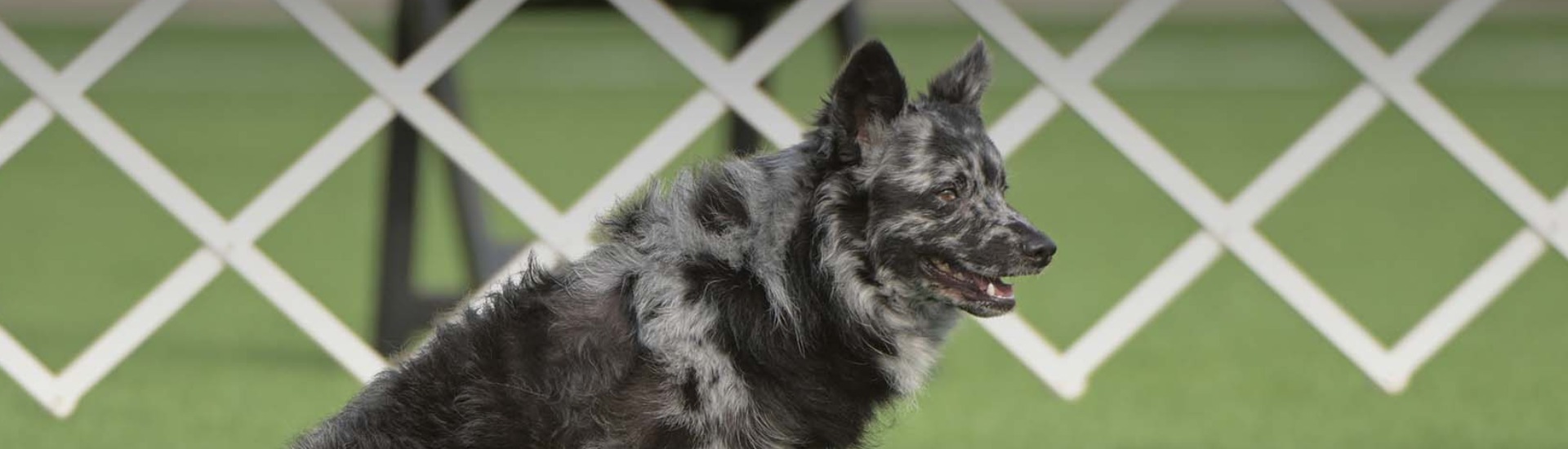 2024 National Obedience Championship AKC.tv