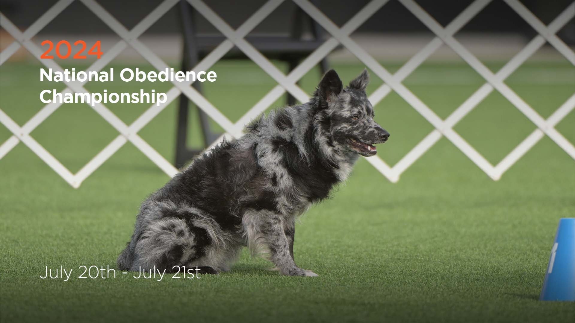 2024 National Obedience Championship AKC.tv
