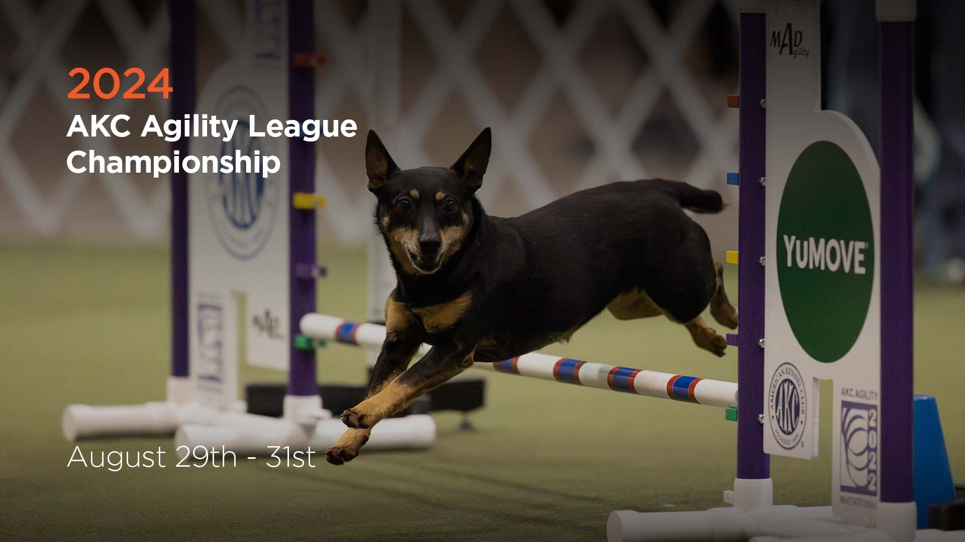 2024 AKC Agility League Championship | AKC.tv