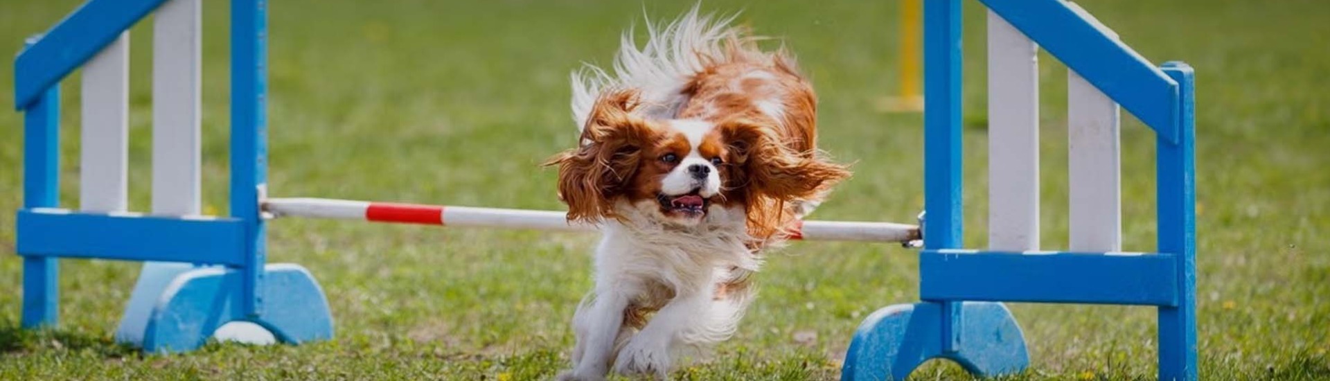 2024 Northeast Agility Championship AKC.tv
