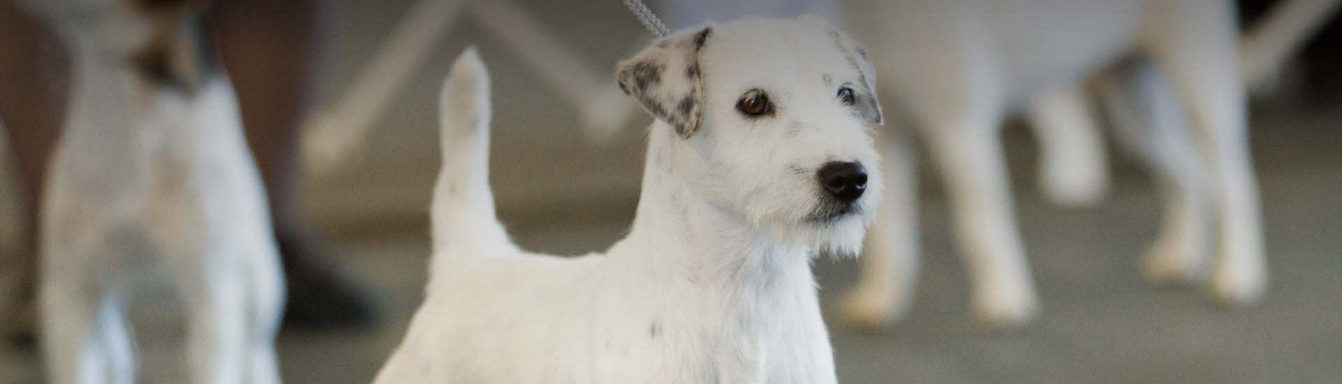 2024 Brevard Kennel Club AKC.tv