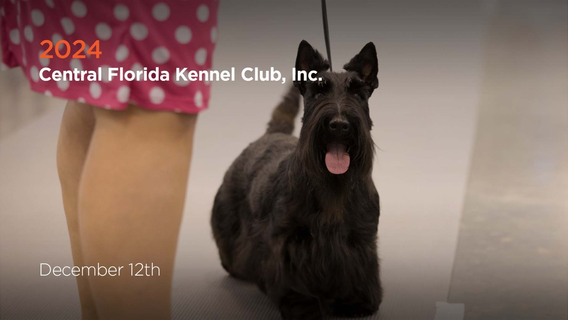 2024 Central Florida Kennel Club, Inc. AKC.tv