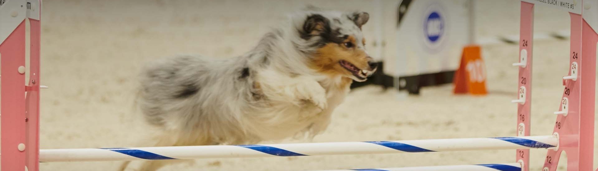 2024 Agility Invitational AKC.tv