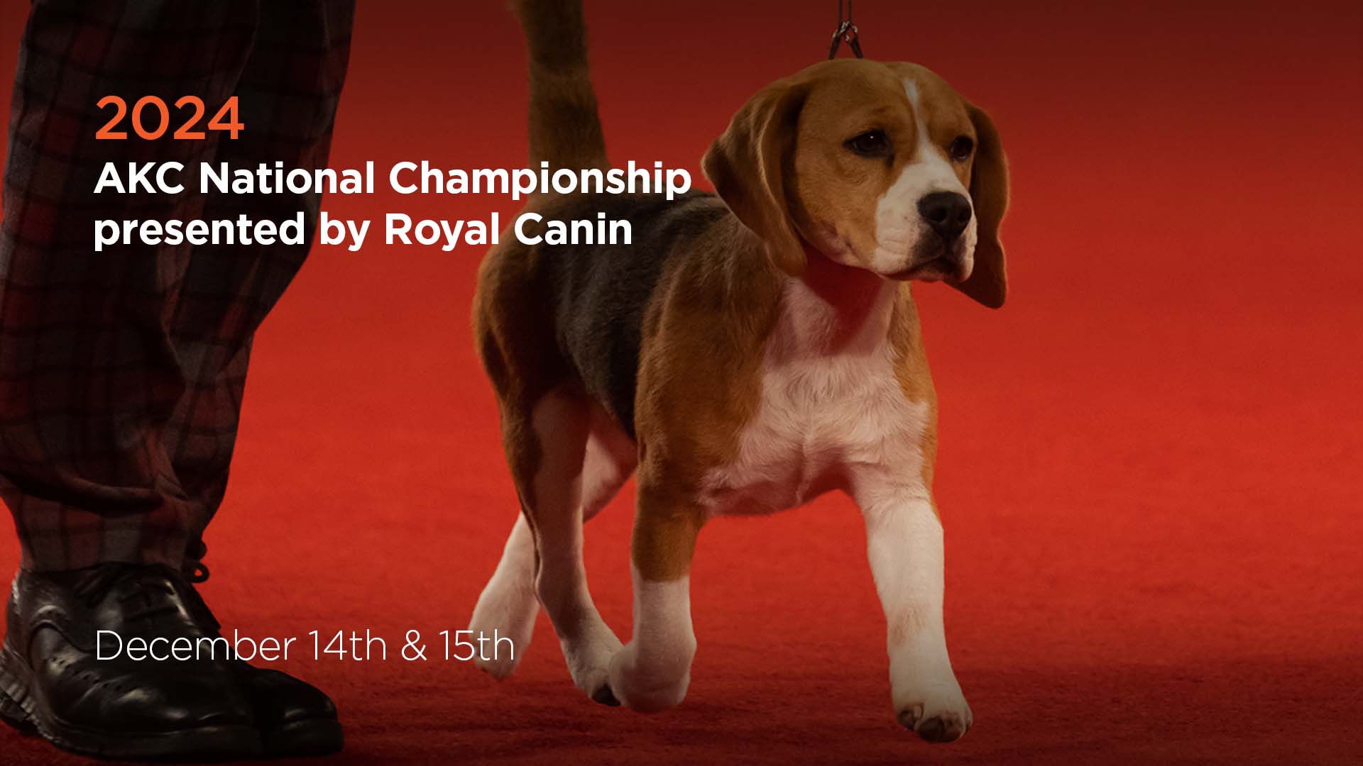 2024 AKC National Championship presented by Royal Canin AKC.tv