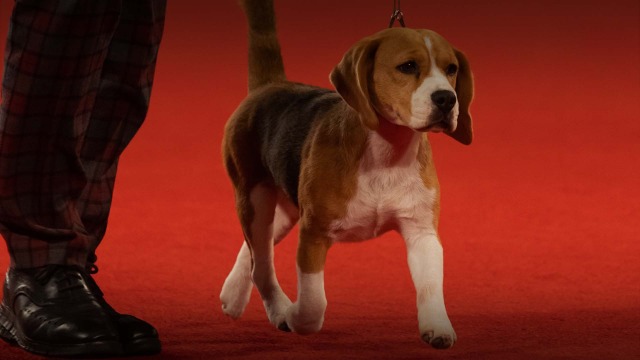 ALL AKC EVENTS visual data 6