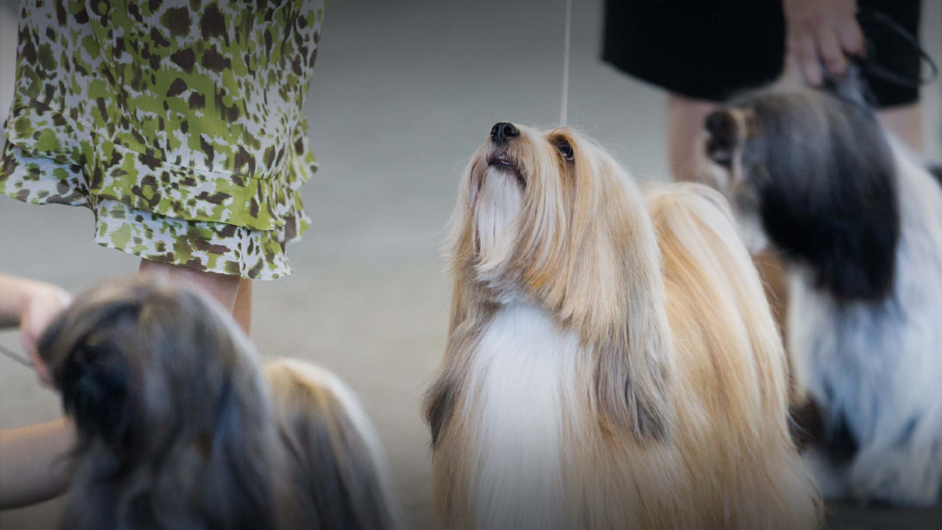 Upcoming Events Live on AKC.TV