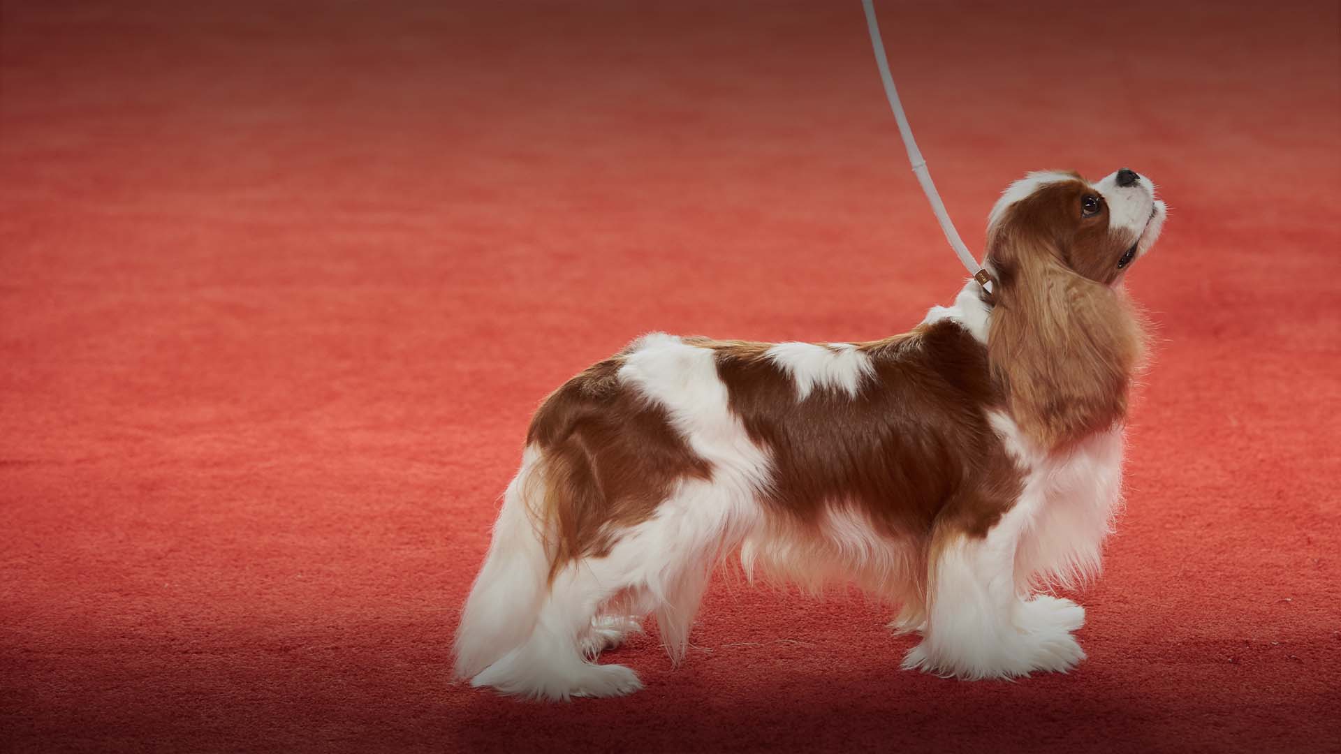 Upcoming Events Live On AKC TV upcoming-events-live-on-akc-tv