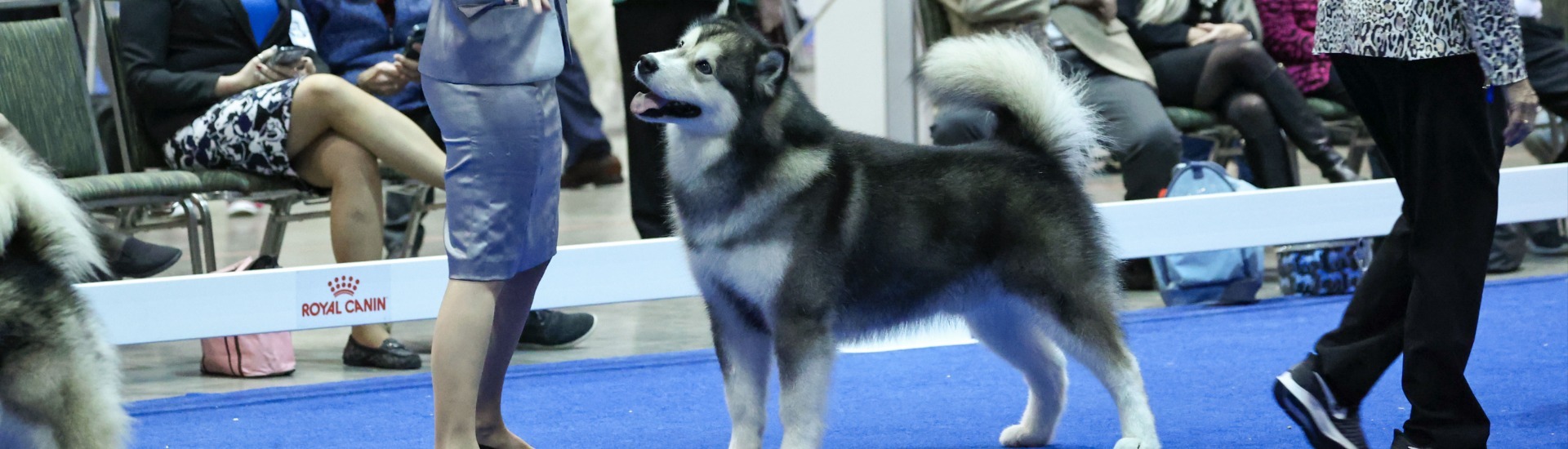 2022 AKC National Championship presented by Royal Canin AKC.tv