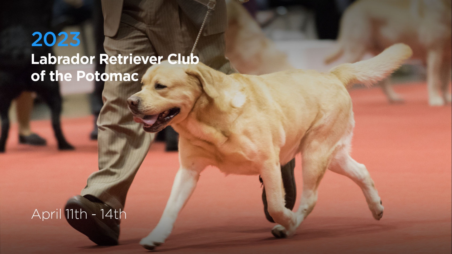 2023 Labrador Retriever Club of the Potomac AKC.tv