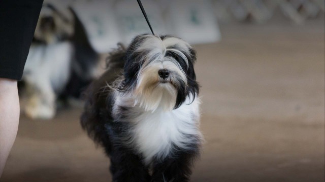 UPCOMING EVENTS LIVE ON AKC TV visual data 5