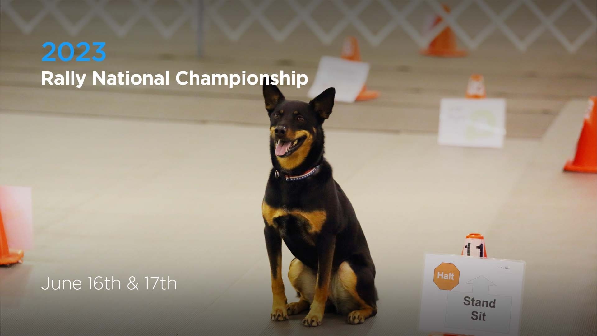 2023 Rally National Championship AKC.tv